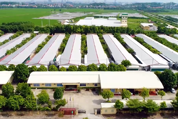 Khu chăn nuôi lợn giống & thương phẩm dabaco (Thạch Thành, Thanh Hóa)